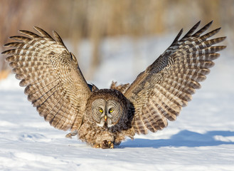 The great grey owl in the golden light. The great gray is a very large bird, documented as the world's largest species of owl by length. Here it is seen searching for prey in Quebec's harsh winter.