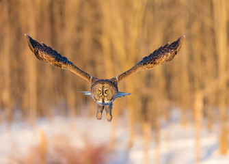 The great grey owl in the golden light. The great gray is a very large bird, documented as the world's largest species of owl by length. Here it is seen searching for prey in Quebec's harsh winter.