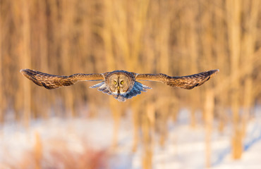 The great grey owl in the golden light. The great gray is a very large bird, documented as the world's largest species of owl by length. Here it is seen searching for prey in Quebec's harsh winter.