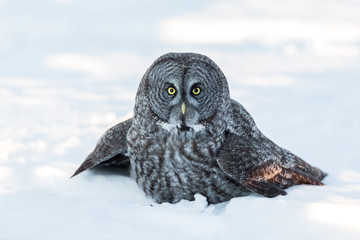 The great grey owl in the golden light. The great gray is a very large bird, documented as the world's largest species of owl by length. Here it is seen searching for prey in Quebec's harsh winter.
