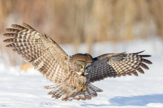 The great grey owl in the golden light. The great gray is a very large bird, documented as the world's largest species of owl by length. Here it is seen searching for prey in Quebec's harsh winter.