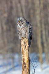 The great grey owl in the golden light. The great gray is a very large bird, documented as the world's largest species of owl by length. Here it is seen searching for prey in Quebec's harsh winter.