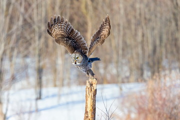 The great grey owl in the golden light. The great gray is a very large bird, documented as the world's largest species of owl by length. Here it is seen searching for prey in Quebec's harsh winter.