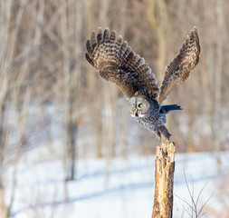 The great grey owl in the golden light. The great gray is a very large bird, documented as the...