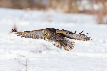 The great grey owl in the golden light. The great gray is a very large bird, documented as the world's largest species of owl by length. Here it is seen searching for prey in Quebec's harsh winter.