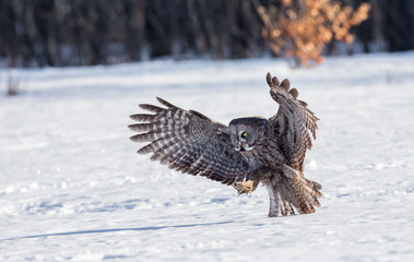 The great grey owl in the golden light. The great gray is a very large bird, documented as the world's largest species of owl by length. Here it is seen searching for prey in Quebec's harsh winter.