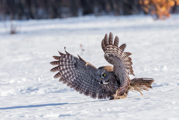 The great grey owl in the golden light. The great gray is a very large bird, documented as the world's largest species of owl by length. Here it is seen searching for prey in Quebec's harsh winter.