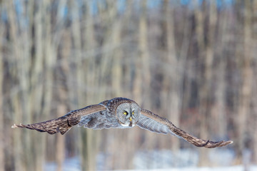 The great grey owl in the golden light. The great gray is a very large bird, documented as the world's largest species of owl by length. Here it is seen searching for prey in Quebec's harsh winter.