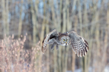 The great grey owl in the golden light. The great gray is a very large bird, documented as the world's largest species of owl by length. Here it is seen searching for prey in Quebec's harsh winter.