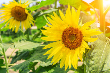 Sunflower flowers bloom in the summer
