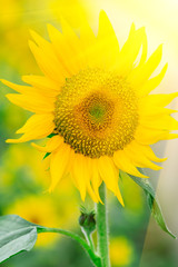 Sunflower flowers bloom in the summer