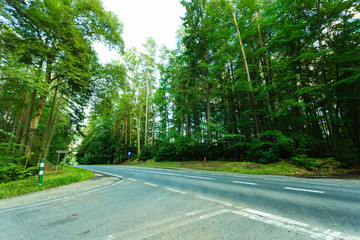 Asphalt road through the green forest