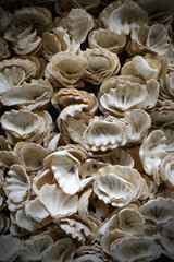 Seashell as background.