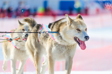 Dog race, dog team. kamchaka berengya