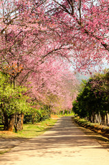 Naklejka premium pink flower tunnel of Sakura or Wild Himalayan Cherry tree in outdoor park at Khun Wang Royal Project of Chiang Mai,Thailand