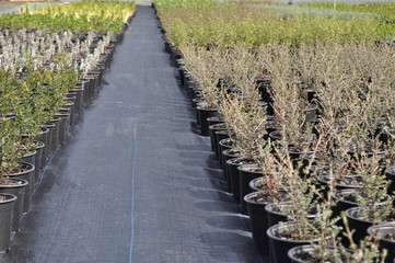 Obraz premium Nursery