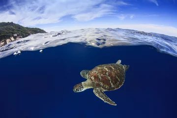 Papier Peint photo autocollant Tortue Tortue de mer. La tortue verte remonte à la surface pour respirer