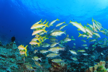 Fototapeta na wymiar Yellow goatfish fish blue ocean