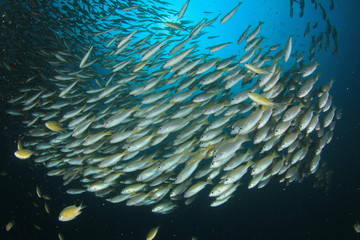 Fototapeta na wymiar Fish in ocean. Snapper fish school. 
