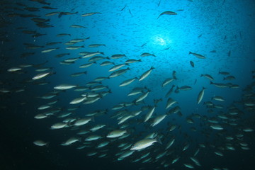 Fototapeta na wymiar Fish in ocean. Snapper fish school. 