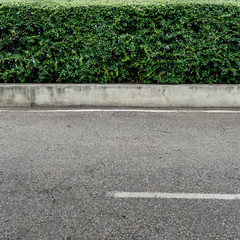 Obraz premium Green hedge fence