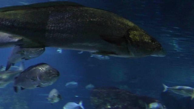 Fishes with sun light through water surface