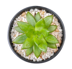Cactus plant in plastic pot top view isolated on white background, clipping path included