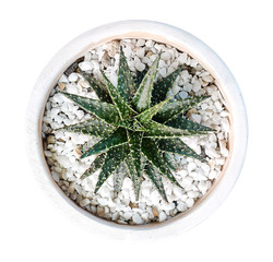 Cactus plant in clay pot top view isolated on white background, clipping path included