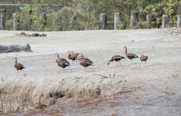 Black-Bellied Whistling Ducks