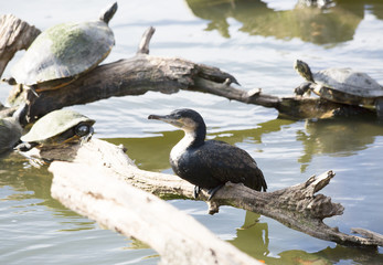 Cormorant and Turtles