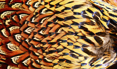 Pheasant feather