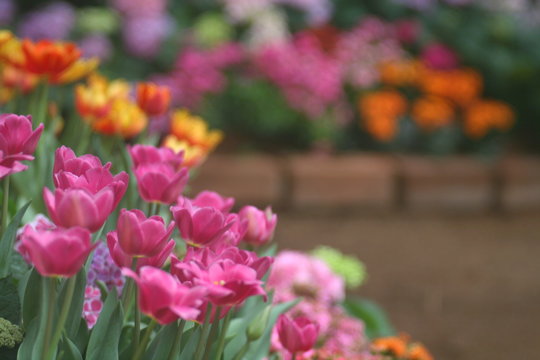 Tulips pink soft image / Pink Tulips wallpaper