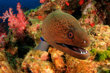 Giant Moray Eel