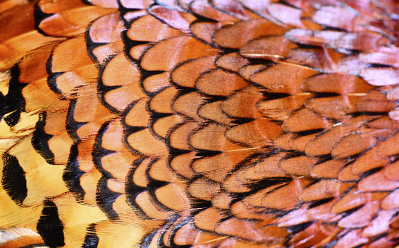 Pheasant Feather