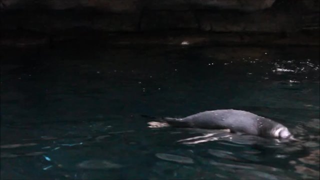 Pinguine schwimmen