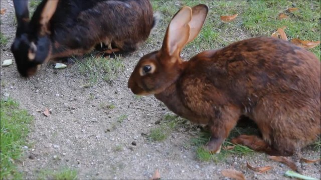 Hasen Osterhase beim Fressen zu Ostern