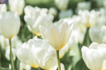 Beautiful white tulips growing in spring blossom