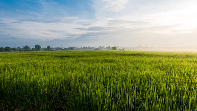 Beautiful rice field and dew in the morning
