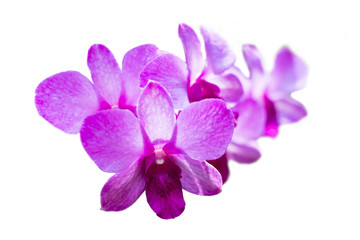 Fototapeta na wymiar Orchid On a white background