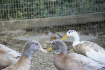 Indian Runner Ducks