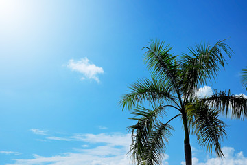 Palm trees against blue sky.