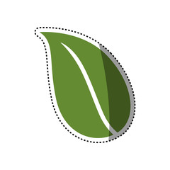 leaf nature ecology icon vector illustration graphic design