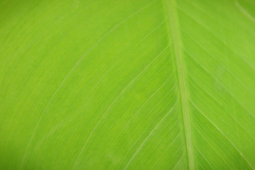 fresh green banana leaf as background