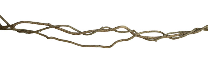 Twisted wild liana jungle vine isolated on white background, clipping path included © Venus