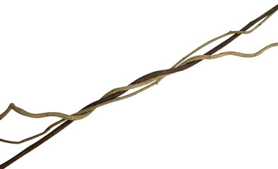 Twisted wild liana jungle vine isolated on white background, clipping path included