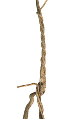 Twisted wild liana jungle vine isolated on white background, clipping path included