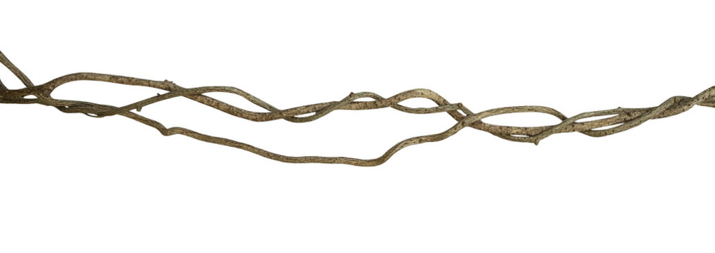 Twisted wild liana jungle vine isolated on white background, clipping path included