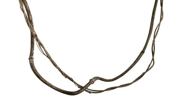 Twisted wild liana jungle vine isolated on white background, clipping path included