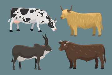 Bull and cow farm animal vector illustration.