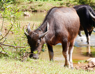 Water buffalo grazing